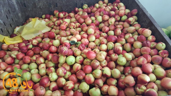 trod ramla kheri (11).jpg